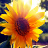 ash__sunshine